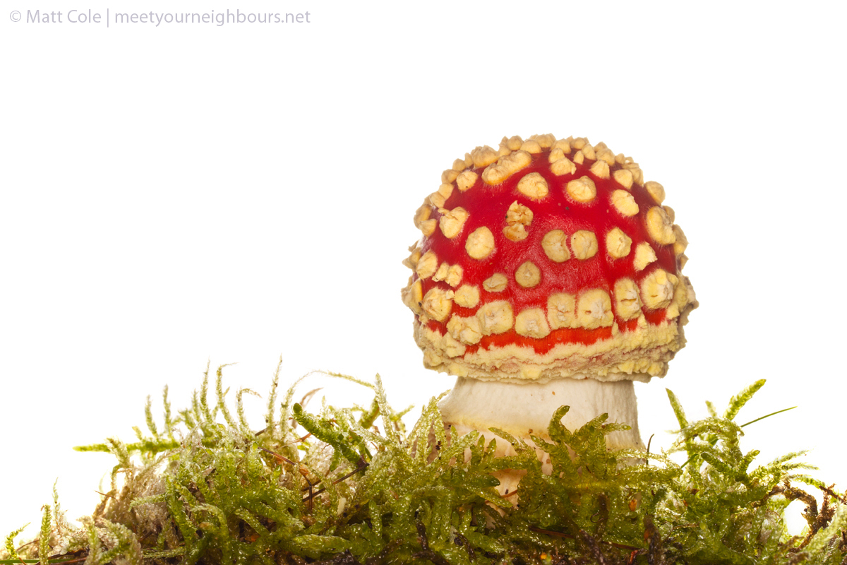 MYN Fly Agaric